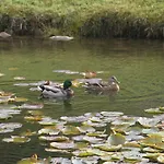 شاليه Centauree - Remy Herold *