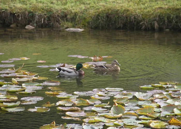 בקתה Centauree - Remy Herold *